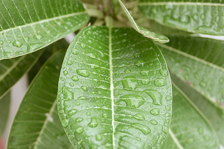 秋天绿叶上有雨水 新鲜的透明露珠在清晨的阳光清新概念中 美丽的自然背景图片