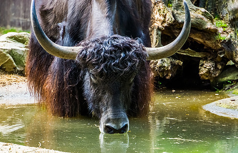 野牛从一个水坑里喝一些水 Yak和脸部被紧闭的Yak 来自亚洲海拉拉雅山脉的热带牛种图片