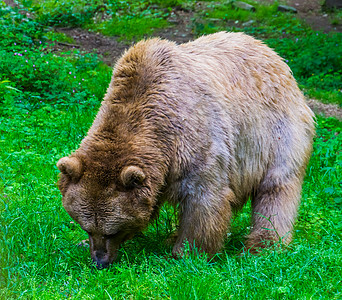 浅棕熊在森林草原上放牧 即哺乳动物图片