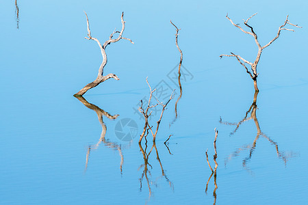水坝里的枯树 有可见的反光反射农村旅游先驱坝阳光乡村树干晴天图片