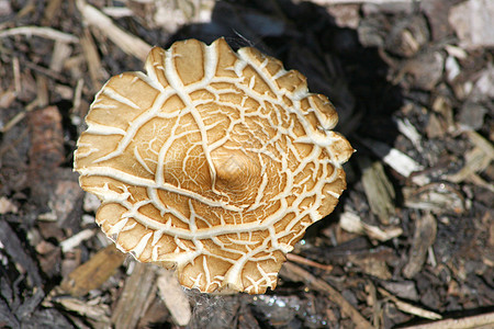 米色蘑菇的特写肉饼薄层森林小精灵真菌植物小屋植被红花水果图片