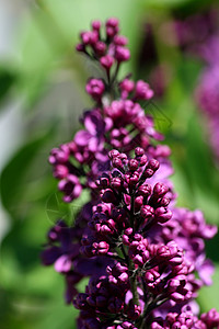 紫色开花的丁香花 紫丁香 的特写�(Syringa)图片