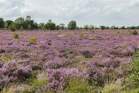 荷兰Veluwe的紫色外壳田蓬勃发展季节性天空绿色场地农村植物群植物粉色太阳风景图片