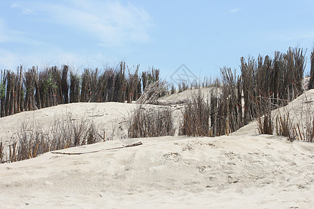 比利时北海沿岸的沙丘 D沙丘草天空海岸海滩田园诗植物牧歌面积土地沙滩图片