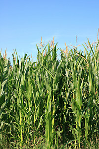 背景为蓝天的可收割玉米田饲料农业场地坚果天空作物植株经济水果绿色图片