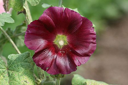 紫色蜀葵 (Alcea rosea) 与美丽的花朵