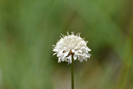 茎上的野生 Scabious 头状花序图片