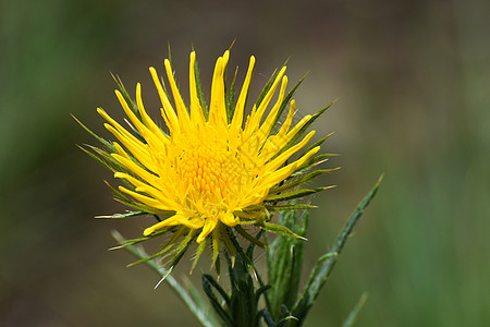 Berkheya 紫锥花茎上的黄色野蓟花图片