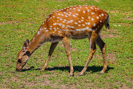 西卡年轻的鹿 在阳光明媚的一天吃草图片