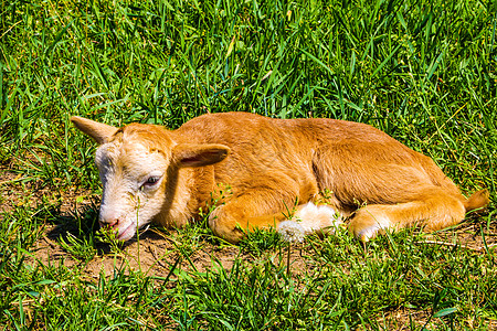 小小红羊羔躺在草地上 不能踏足图片