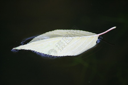 漂浮在水中的樱桃树的叶叶子 基尔希鲍梅斯图片