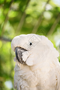 Parrot 鹦鹉情调羽毛动物群野生动物荒野波峰眼睛绿色宏观鸟类图片