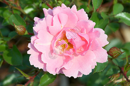 粉红色玫瑰花花的近距离收割植物群玫瑰玫瑰花蓝色植物花瓣谎言植物学花束玫瑰蓝图片