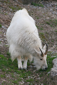 一头野山羊 有食物摄取量 林林本德·施尼泽格贝伊·德纳洪苏夫纳米图片