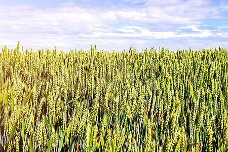 小麦或大麦的耳朵 绿田 自然背景收成种子日落稻草植物谷物太阳培育燕麦粮食图片