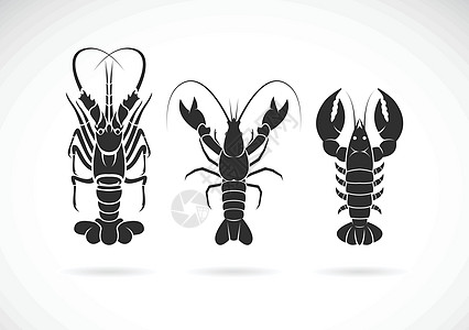 冷冻海鲜小组在白色背景的龙虾设计 海洋动物 海鲜设计图片