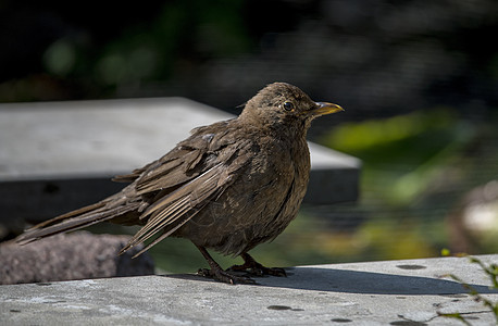 坐在园里的石头上的黑鸟图片