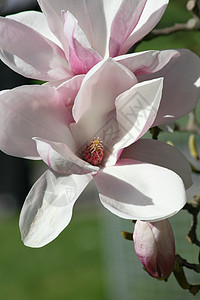 粉红色大木兰花花的近距离接近图片
