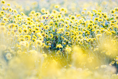 黄青菊花朵田图片