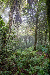 卡梅伦高地马来西亚热带雨林中的雾和云雾图片