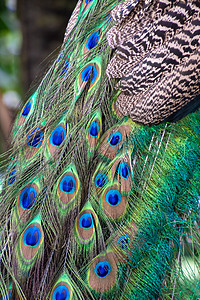 尾巴上的孔雀孔雀羽毛闪耀着蓝色和绿色图片