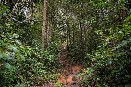 在卡梅伦高地马来西亚热带雨林内远足的干道图片