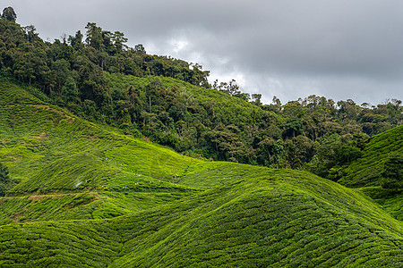 马来西亚热带雨林前的茶叶种植场 Name图片