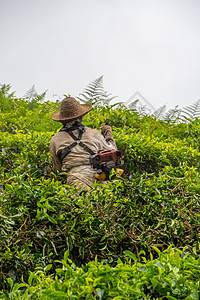 种植茶叶 在收获后砍伐茶叶厂图片