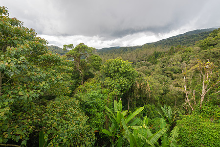 马来西亚卡梅伦高地热带雨林 热带雨林图片