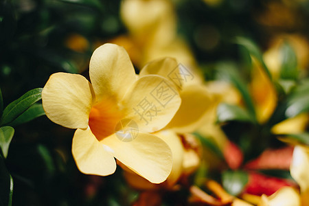 绿色叶子上的黄黄色金尖花朵或阿拉曼达卡塔蒂卡植物生长植物学黄花宏观热带植物群泻药金喇叭花瓣图片