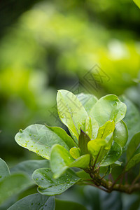 在花园的阳光下特写绿叶 自然黑色绿色美丽墙纸生态植物叶子生长环境树叶绿色植物图片