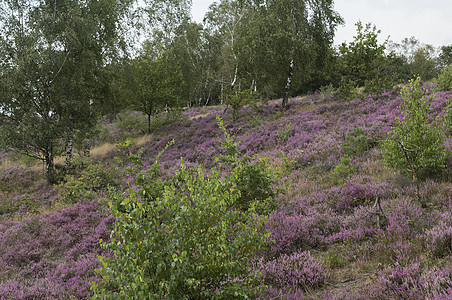 荷兰Veluwe的紫色外壳田蓬勃发展植物群植物小路风景太阳农村蓝色天空摄影场地图片