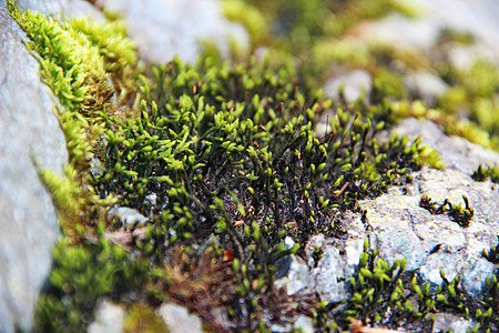 a 天然的宝石上的绿苔裂缝植物群宏观花园生长石头生活叶子材料岩石图片