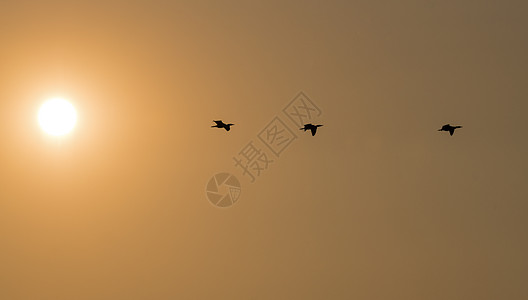 日落时有三只热兰鸟飞翔图片