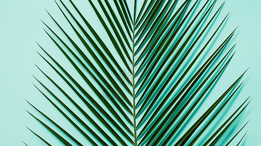 棕榈叶 面贴蓝色背景 复制空间侏儒植物边界叶子卡片棕榈森林框架热带横幅背景图片