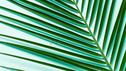 棕榈叶 面贴蓝色背景 复制空间框架婚礼热带绿色植物横幅植物卡片侏儒丛林棕榈背景图片