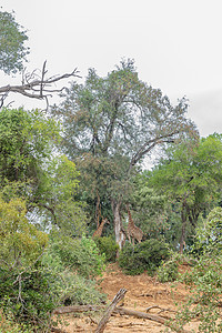 在一棵大树下面的两个南非长袍图片