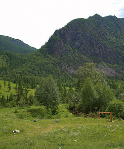 山坡和草地 种植了松树 Altai 西伯利亚 俄罗斯 风景图片