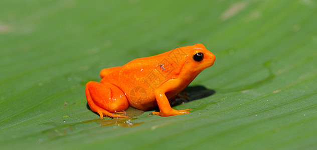 马达加斯加的番茄青蛙野生动物海洋红色橙子眼镜蛇两栖动物图片