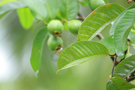 绿色果实挂在树根上环境榴莲季节花园收成培育情调水果异国农业图片