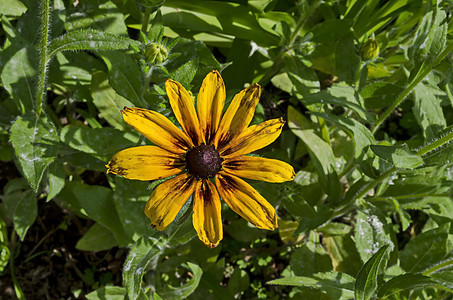 Rudbeckia或 Goldstrum 黄橙锥花在夏季开花 Drujba区叶子黄色植物植物学橙子棕色花瓣绿色树叶黑色图片
