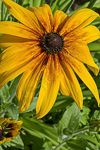 Rudbeckia或 Goldstrum 黄橙锥花在夏季开花 Drujba区青春期生长棕色黄色黄金色花束黑色树叶金弹植物群图片