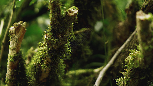 古老生长温带雨林 格鲁吉亚丛林树木苔藓晴天树干森林地面荒野植被植物叶子图片