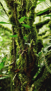 古老生长温带雨林 格鲁吉亚丛林公园地面森林植物群宏观国家沼泽苔藓风景树木图片