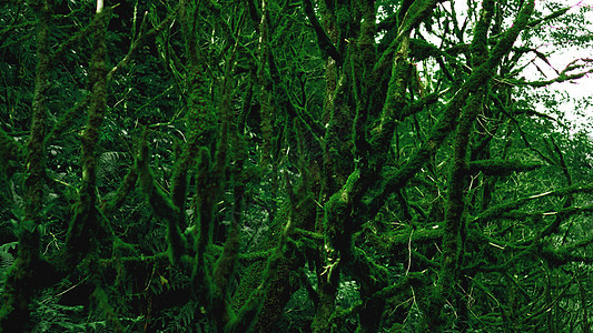 古老生长温带雨林 格鲁吉亚丛林叶子地面森林环境植被树干植物树木植物学荒野图片