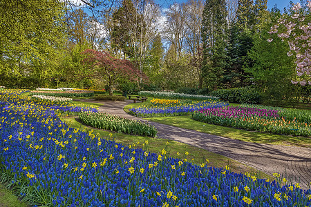 Keukenhof 的花棚蓝色季节植物群绿色郁金香花瓣公园花坛场地花园图片