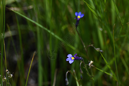 草地中的蝴蝶Lobelia花朵(十进制)图片