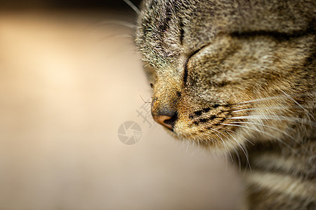 猫鼻子上的蚊子 灰猫睡了 复制空间图片