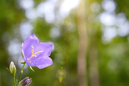 森林边缘的蓝花露营 美丽的野生花朵与复制空间紧贴在一起野花紫色草地照片桃叶植物铃花植物学花园宏观图片