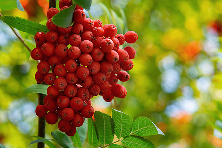 夏末在一棵树上撕成红色的连排龙 关门橙子宏观浆果生长药品花梨木山灰照片绿色植物图片